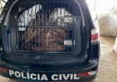 PCDF apreende meia tonelada de cobre e prende dois por...